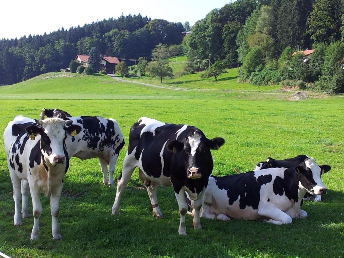 Direkt Zwischen Chiemsee U Alpen Dg Bernau am Chiemsee Exteriör bild